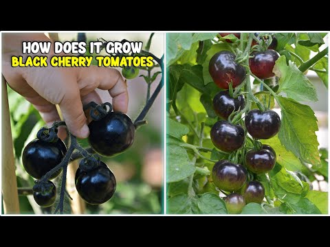 Black Cherry Tomato Growing Methods - Complete farming Guide