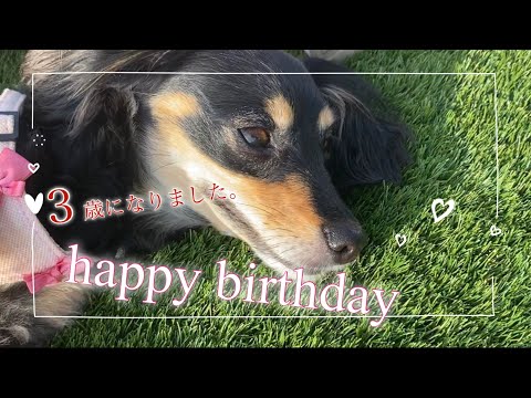 イヴちゃん3歳のbirthday