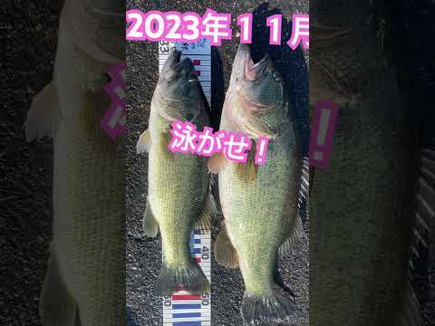 【ギル？ウグイ？】 #琵琶湖 #fishing #ブラックバス #琵琶湖バス釣り #釣り #ブラバス #バスフィッシング #バス釣り