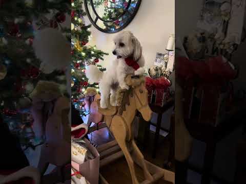 Dog on a rocking horse #Shorts | Erica Joaquin