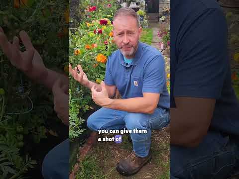 Best Fertilizer Strategies For More Tomatoes #shorts #tomatoes #fertilizer