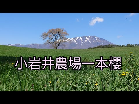 小岩井農場一本櫻（看美麗岩手山風光，吃現流農場燒肉、野菜）