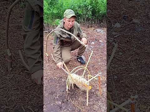 HOW TO USE A TRAP TO SURVIVE IN THE WILD  #woodworking #trap #wood #survival #bushcraft