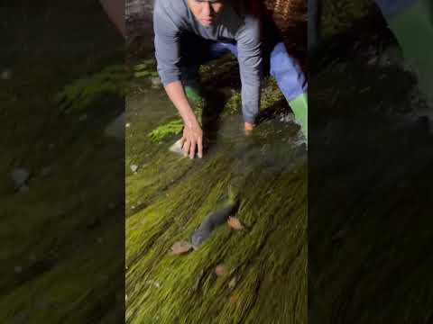 Cut fish under moss and leaves