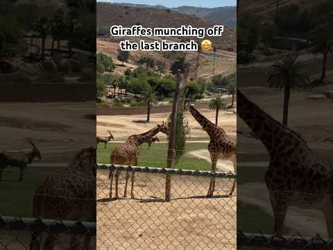 Fun sight😇 Two #giraffes munching off the last branch #safari #sandiego #traveldiaries #sandiegozoo