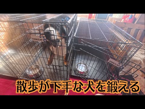 躾のできてない犬を散歩する