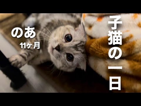 子猫の一日に密着したら可愛すぎた件【のあ♀/ 11ヶ月】