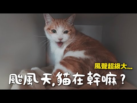 【黃阿瑪的後宮生活】颱風天貓在幹嘛？風聲超大...還漏水