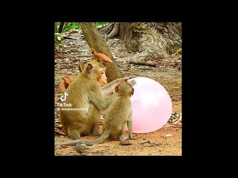 Funny Animals video || Try not to Laugh || Funniest Video 🤣😂😂 #funny #funnyanimals #viralvideo