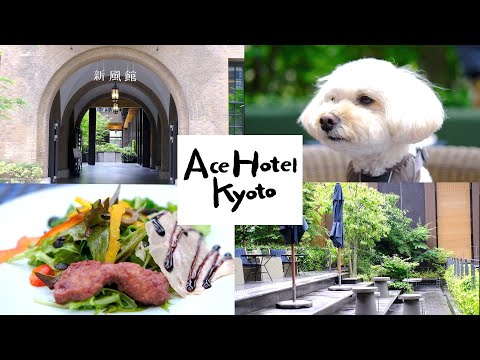 I went to Ace Hotel Kyoto with my dog🐶Shinpuhkan/Mr. Maurice's Italian/#Kyoto Gourmet #Kyoto travel