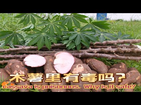 为什么生吃木薯有毒？What kind of person is not suitable for eating cassava?