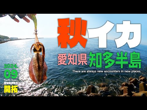 愛知県知多半島で“秋イカ”エギング／南知多で新子アオリイカを釣る!!【秋の海釣り】