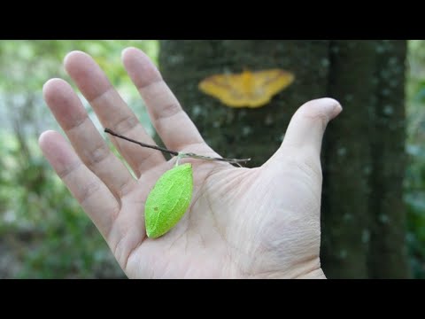 公園で見つけた緑の袋からとんでもない生き物が生まれてきた