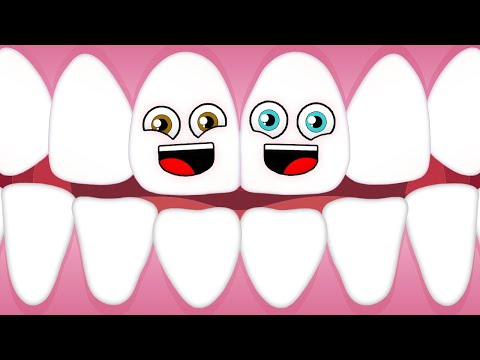 We're Your Teeth! | KLT Anatomy