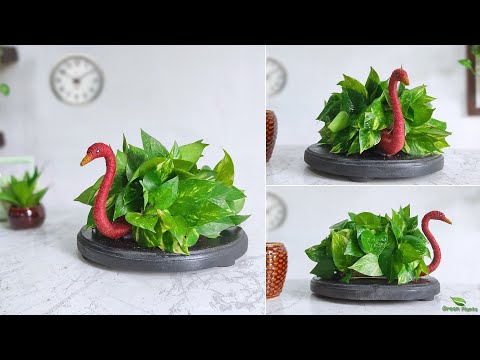 Cute Idea to Grow Money plant For Your Table top | Money Plant Indoor Decoration Ideas//GREEN PLANTS