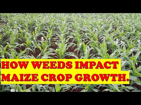 Unveiling the Impact of Weed on Maize Growth 🌽