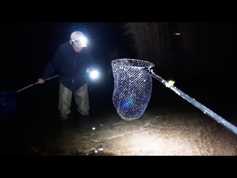 大量発生したコイツを乱獲する