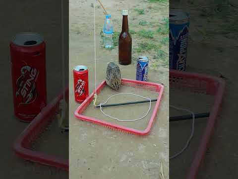 Really Creative DIY Quick Quail Trapping #techniqueuniquetrap #shortvideo #shorts