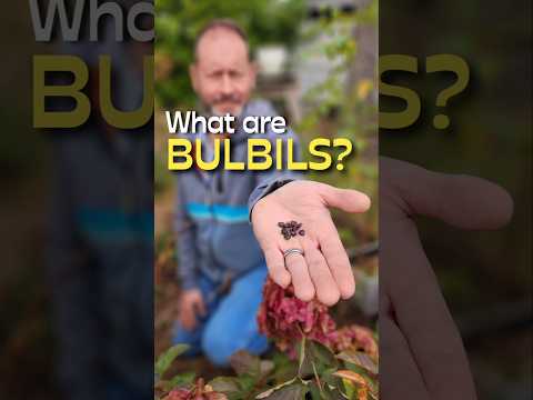 Bulbils: The Secret to Propagating More Lilies