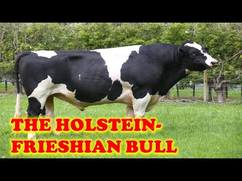 Holstein Breeding bull