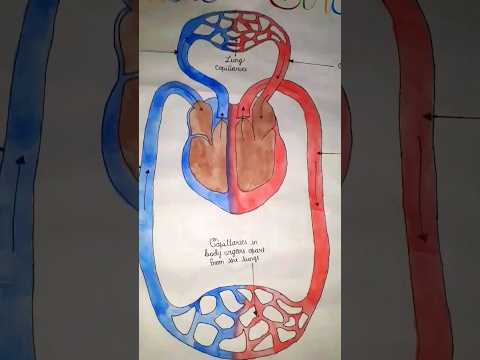 Double Circulation Daigram #viral #doublecirculation #daigram