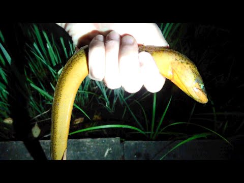 I ate a weird-a** looking eel at the pond【ENG SUB】