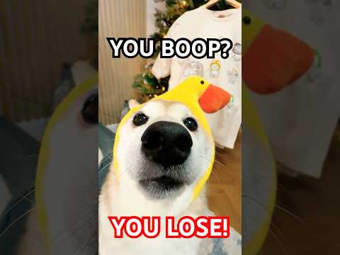 You boop? You lose! (New shirt announce!) #cutenessoverload