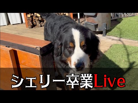 シェリー卒業Live