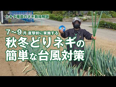 【ネギ台風対策・栽培ガイド】簡単な台風対策　秋冬どりネギの倒伏予防　倒れや葉痛みを最低限にして秋の生育期に備える　7月/8月/9月　台風の直撃前に実施しておきたい　夏越し技術　営利栽培　トキタ種苗