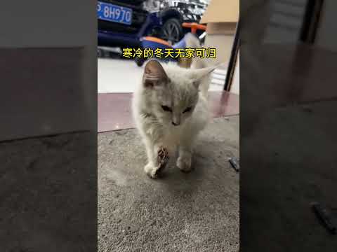 别怕，我们来就你了 #流浪猫