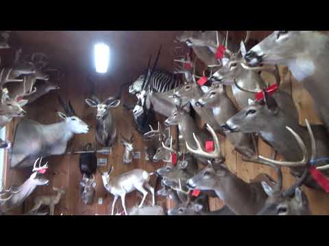 East Tn White Tail Buck 8-point Trophy