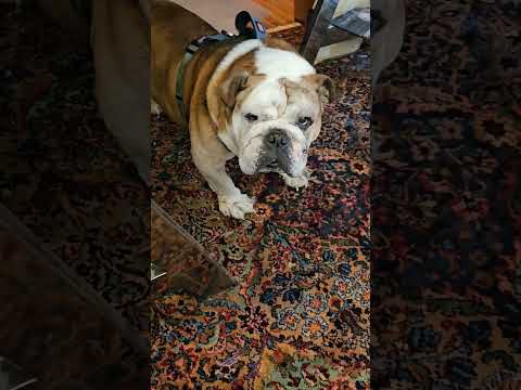 My beautiful boy, Beefy 💕  #bulldogsofyoutube #bulldog #adoptdontshop #trendingaudio