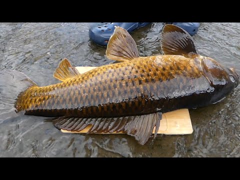 I CAUGHT and DEVOURED a KOI FISH【ENG SUB】