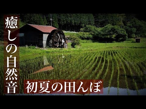 【癒しの自然音】初夏の田んぼ　カエルの鳴き声と川のせせらぎでリラックスする１時間【作業用BGM、睡眠用、ASMR風】　Japanese healing sound