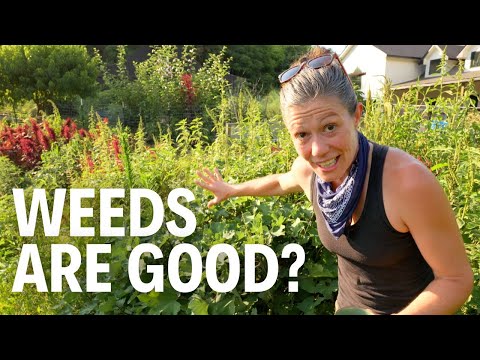 Weeds Are the Answer to Your Garden Problems!