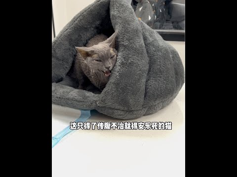 德文猫猫目前一切正常！我会持续给他治疗