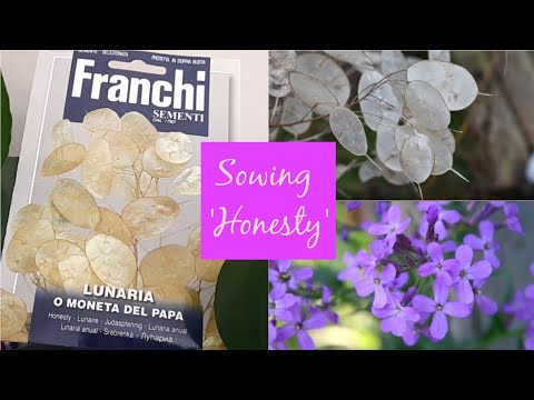 How to Sow Honesty (Lunaria Annua) Seeds ~ Cottage Garden Plants ~ with Germination Update