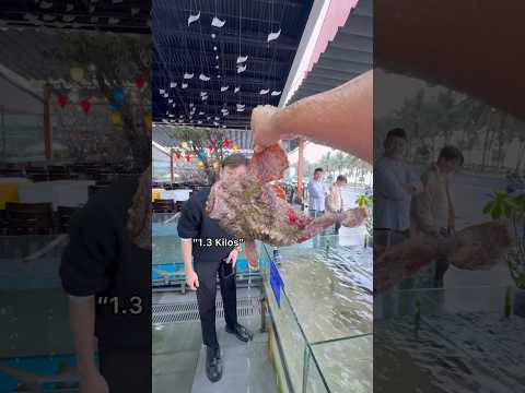 Buying MASSIVE Stonefish