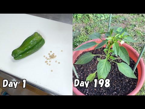 How to regrow green pepper from store bought green pepper