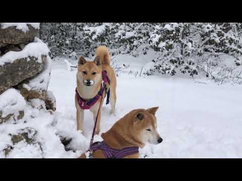 【冬の丹波山中からお便り】楽しい雪遊び♪