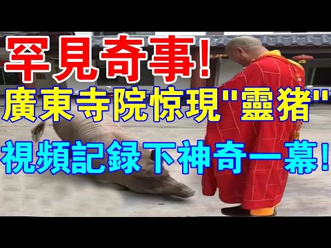 罕見奇事！廣東寺院驚現“天下第一靈豬”，視頻記錄下不可思議一幕！