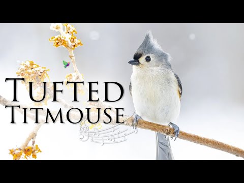 The Cute Tufted Titmouse Sounds and Calls - Titmouse Bird Sound