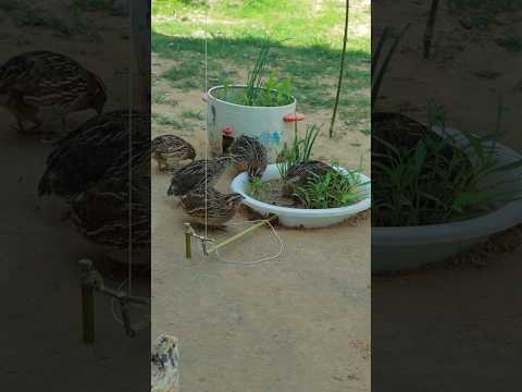 Really Easy Quail Trap Processing #amazingtrap #animaltrap #ytshorts #shorts