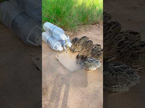 Best Underground Quail Trap Using 3 Bottle Plastic #shorts #youtubeshorts