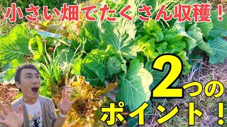 小さな畑でたくさんの野菜を育てる2つのポイント!