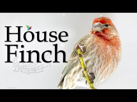 The Wonderful House Finch Song - Carpadaco Doméstico - Roselin du Mexique