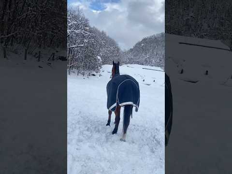 天使の歌声とママの声。#サチモ #horse #ボク達はおもちゃでも奴隷でもない #引退馬支援