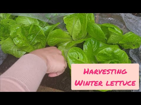 Quick Mini Harvest of Winter Gem Hardy Lettuce 🥬🥬🥬 London, UK