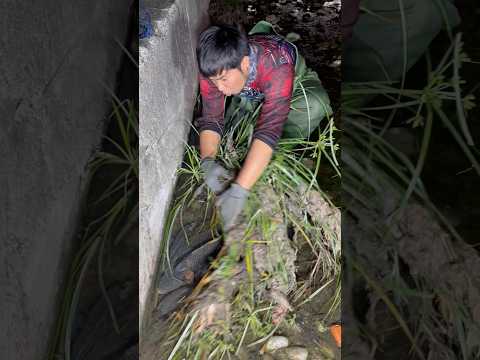 Carp hiding under river wide not only a lot #fishing #amizing