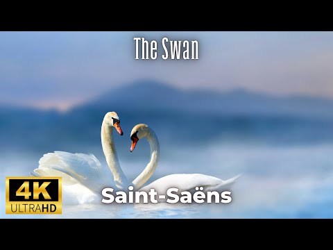 Saint-Saëns - The Swan / Le cygne 4K